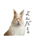 うさぎたちの本音（個別スタンプ：5）