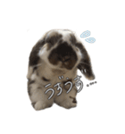 うさぎたちの本音（個別スタンプ：7）