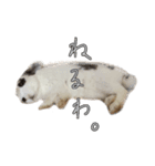 うさぎたちの本音（個別スタンプ：8）