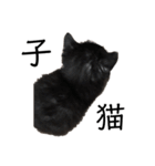 猫（クロ）の日常（個別スタンプ：1）