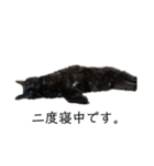 猫（クロ）の日常（個別スタンプ：4）