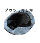 猫（クロ）の日常（個別スタンプ：8）
