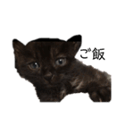 猫（クロ）の日常（個別スタンプ：9）