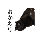 猫（クロ）の日常（個別スタンプ：14）