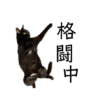 猫（クロ）の日常（個別スタンプ：16）