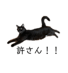 猫（クロ）の日常（個別スタンプ：18）