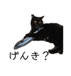 猫（クロ）の日常（個別スタンプ：19）