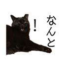 猫（クロ）の日常（個別スタンプ：21）