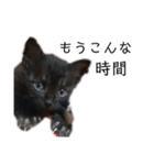 猫（クロ）の日常（個別スタンプ：22）