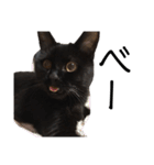 猫（クロ）の日常（個別スタンプ：23）