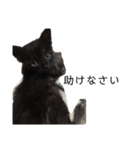 猫（クロ）の日常（個別スタンプ：25）