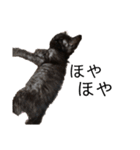猫（クロ）の日常（個別スタンプ：26）