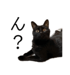 猫（クロ）の日常（個別スタンプ：27）