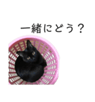 猫（クロ）の日常（個別スタンプ：29）