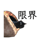 猫（クロ）の日常（個別スタンプ：30）