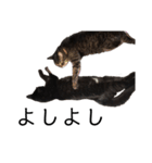 猫（クロ）の日常（個別スタンプ：31）