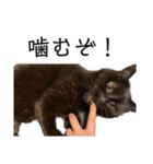 猫（クロ）の日常（個別スタンプ：36）