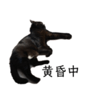 猫（クロ）の日常（個別スタンプ：37）