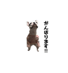 サラミー④（個別スタンプ：8）