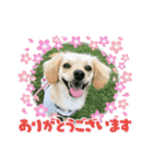 ゆず(チワックス)の日常（個別スタンプ：1）
