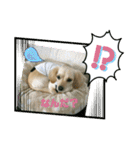 ゆず(チワックス)の日常（個別スタンプ：3）