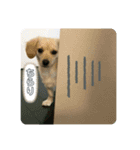 ゆず(チワックス)の日常（個別スタンプ：5）