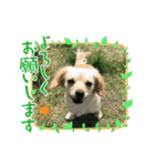 ゆず(チワックス)の日常（個別スタンプ：7）