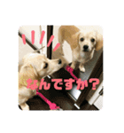 ゆず(チワックス)の日常（個別スタンプ：11）