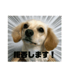 ゆず(チワックス)の日常（個別スタンプ：12）