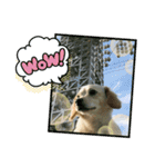 ゆず(チワックス)の日常（個別スタンプ：13）