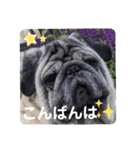 パグのゴン太（個別スタンプ：3）