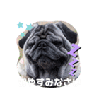 パグのゴン太（個別スタンプ：5）