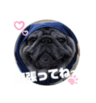 パグのゴン太（個別スタンプ：15）