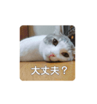 我が家の可愛い家族達{しぐれとちろろ}（個別スタンプ：5）