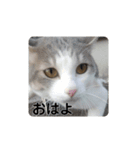 我が家の可愛い家族達{しぐれとちろろ}（個別スタンプ：6）