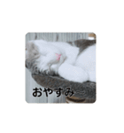 我が家の可愛い家族達{しぐれとちろろ}（個別スタンプ：7）