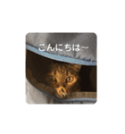 我が家の可愛い家族達{しぐれとちろろ}（個別スタンプ：8）