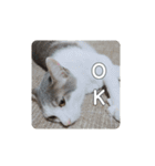 我が家の可愛い家族達{しぐれとちろろ}（個別スタンプ：9）