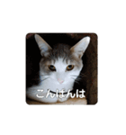 我が家の可愛い家族達{しぐれとちろろ}（個別スタンプ：10）