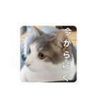 我が家の可愛い家族達{しぐれとちろろ}（個別スタンプ：11）