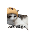 我が家の可愛い家族達{しぐれとちろろ}（個別スタンプ：13）