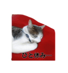 我が家の可愛い家族達{しぐれとちろろ}（個別スタンプ：14）