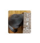 我が家の可愛い家族達{しぐれとちろろ}（個別スタンプ：15）
