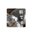 我が家の可愛い家族達{しぐれとちろろ}（個別スタンプ：16）