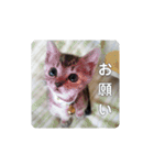 我が家の可愛い家族達{しぐれとちろろ}（個別スタンプ：18）