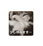 我が家の可愛い家族達{しぐれとちろろ}（個別スタンプ：19）