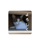 我が家の可愛い家族達{しぐれとちろろ}（個別スタンプ：22）