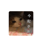 我が家の可愛い家族達{しぐれとちろろ}（個別スタンプ：24）