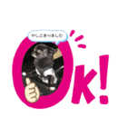 くぅちゃん会話（個別スタンプ：6）