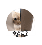 保護猫サイベリアンの琥珀①（個別スタンプ：1）